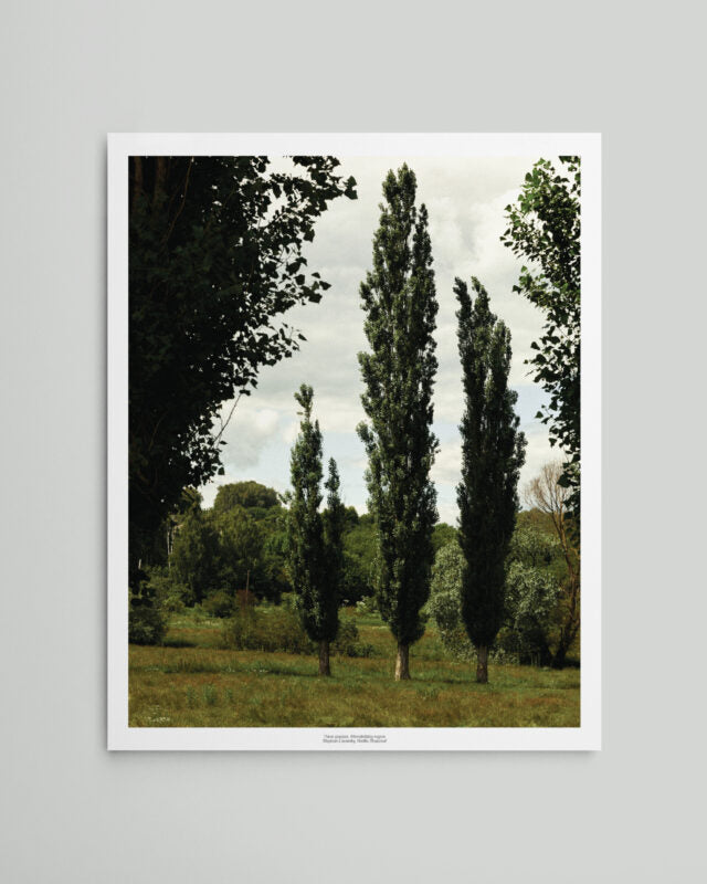 Poster “Three poplars” Khmelnytskyi region
